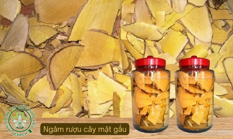 Cách 2: Ngâm rượu cây mật gấu 1