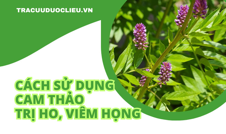 Top 7 cách sử dụng cam thảo trị ho viêm họng hiệu quả 1 Top 7 cách sử dụng cam thảo trị ho viêm họng hiệu quả 1