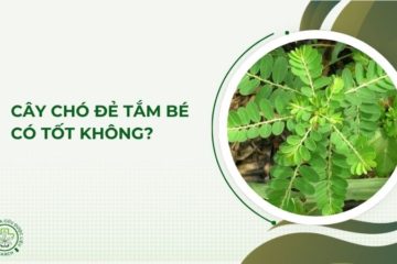 Cây chó đẻ tắm cho trẻ có tốt không, thực hiện thế nào?
