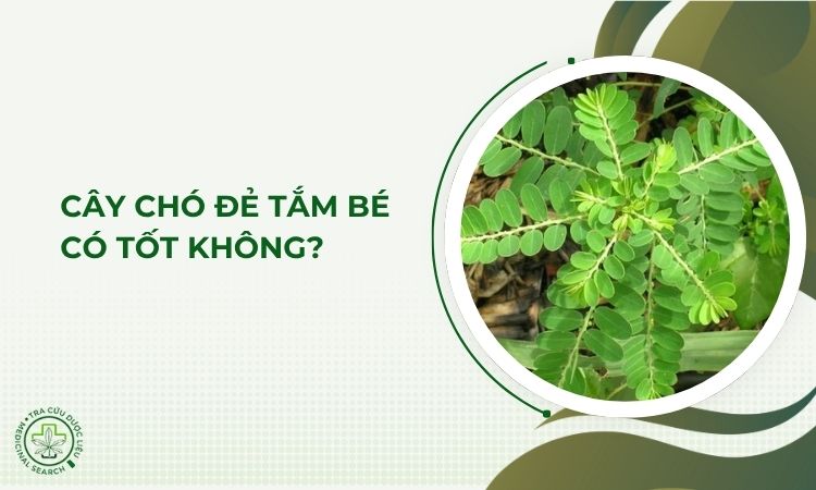 Cây chó đẻ tắm cho trẻ có tốt không, thực hiện thế nào? 1 Cây chó đẻ tắm cho trẻ có tốt không, thực hiện thế nào? 1