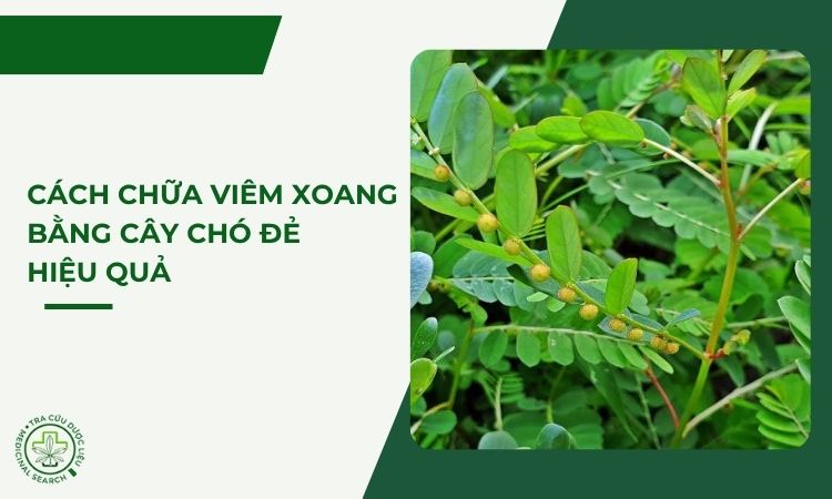 Cách chữa viêm xoang bằng cây chó đẻ hiệu quả 1