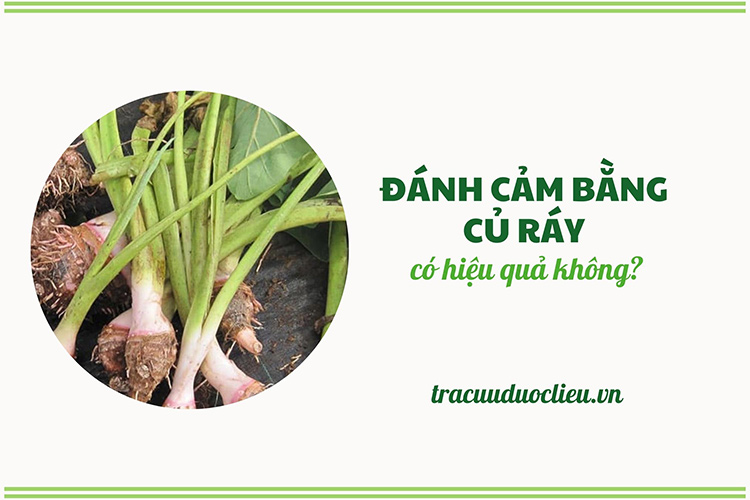 Đánh cảm bằng củ ráy - mẹo dân gian hiệu quả hay lời đồn?