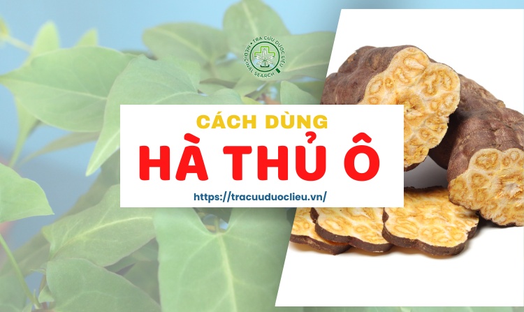 Nên uống hà thủ ô vào lúc nào? Liều lượng ra sao? 1 Nên uống hà thủ ô vào lúc nào? Liều lượng ra sao? 1