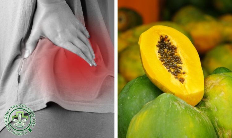 2.3. Bài thuốc 3 chữa bệnh thoát vị đĩa đệm bằng hạt đu đủ 1 2.3. Bài thuốc 3 chữa bệnh thoát vị đĩa đệm bằng hạt đu đủ 1