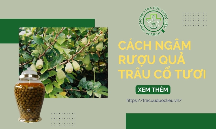 Bí quyết ngâm rượu quả châu cổ tươi chữa bệnh tại nhà 1