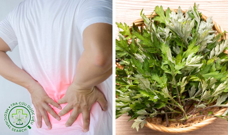 2.6. Bài thuốc 6 chữa thoát vị đĩa đệm ngải cứu 1 2.6. Bài thuốc 6 chữa thoát vị đĩa đệm ngải cứu 1