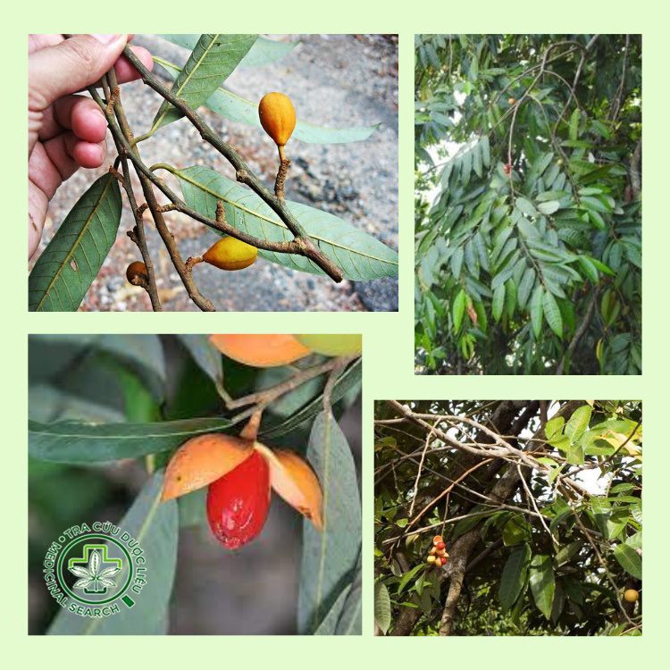 Tác dụng của cây máu chó ngâm rượu 1