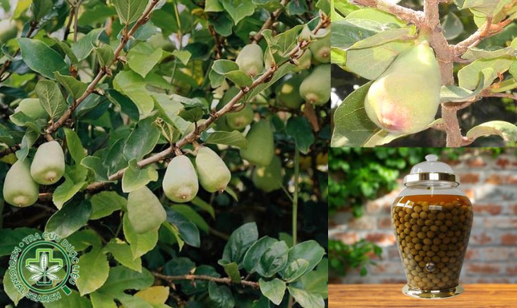 Cách ngâm rượu quả cổ trâu tươi hiệu quả 1