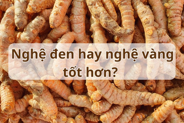 Nghệ đen hay nghệ vàng tốt hơn? 1
