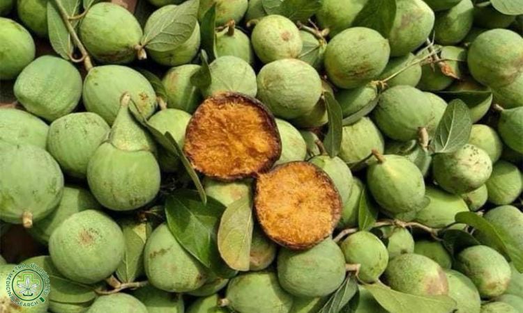 Tăng cường thể lực, chữa suy nhược cơ thể 1