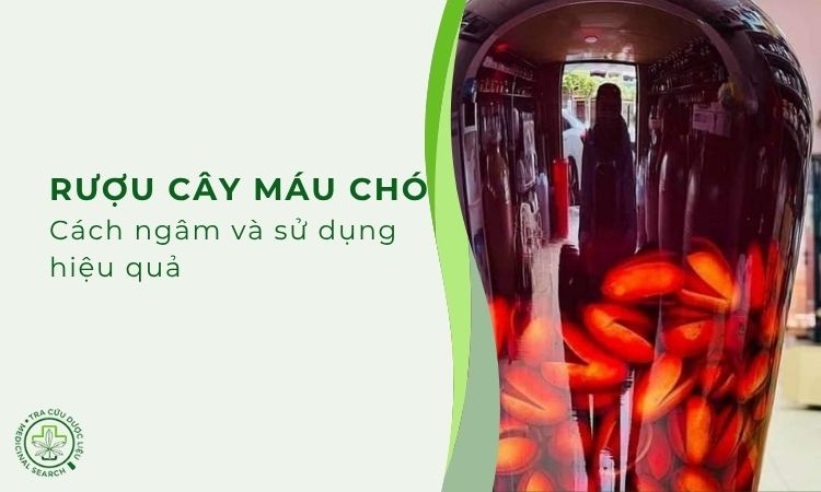Cách ngâm rượu cây máu chó hiệu quả 1