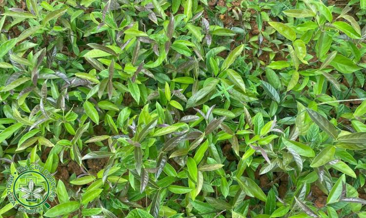 2.5. Ba kích 1 2.5. Ba kích 1