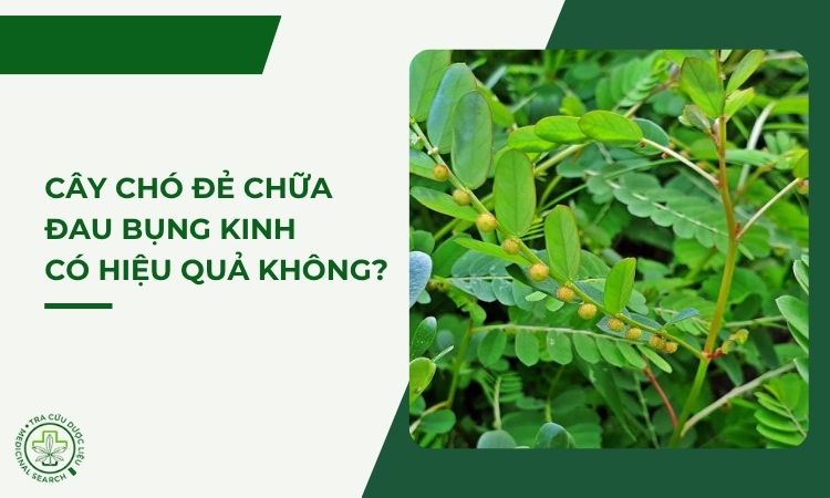 Cây chó đẻ chữa đau bụng kinh có hiệu quả không? 1