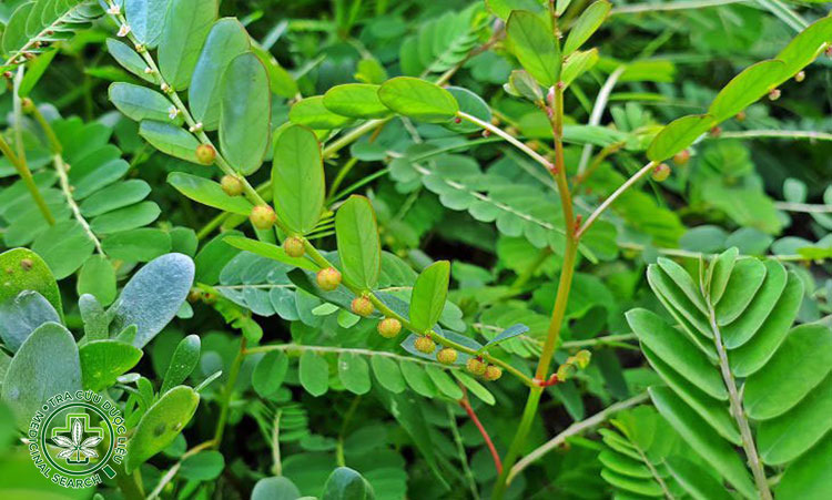 Cây chó đẻ chữa đau bụng kinh có hiệu quả không? 1