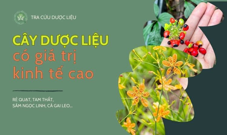 Top 14 cây dược liệu có giá trị kinh tế cao hiện nay 1 Top 14 cây dược liệu có giá trị kinh tế cao hiện nay 1