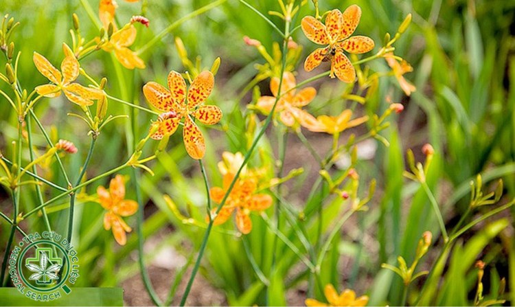 2.1. Rẻ quạt 1 2.1. Rẻ quạt 1