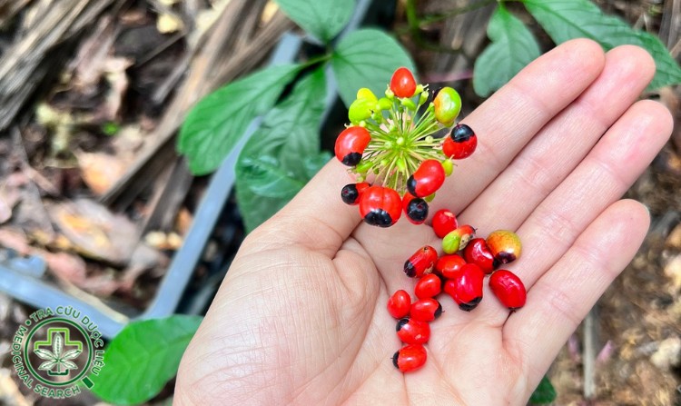 2.3. Sâm ngọc linh 1 2.3. Sâm ngọc linh 1