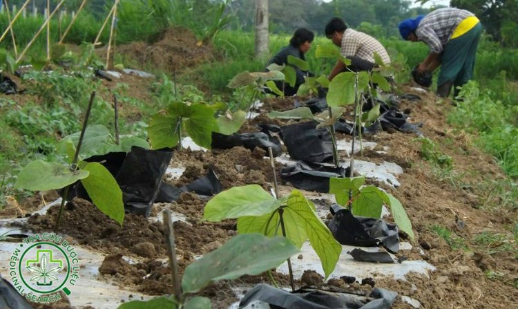 2.9. Sâm tố nữ 1 2.9. Sâm tố nữ 1