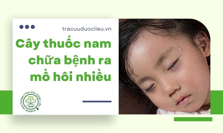 Đừng bỏ lỡ 8 cây thuốc nam chữa bệnh ra mồ hôi nhiều 1 Đừng bỏ lỡ 8 cây thuốc nam chữa bệnh ra mồ hôi nhiều 1