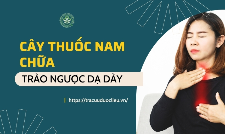 11 cây thuốc nam chữa trào ngược dạ dày 1 11 cây thuốc nam chữa trào ngược dạ dày 1