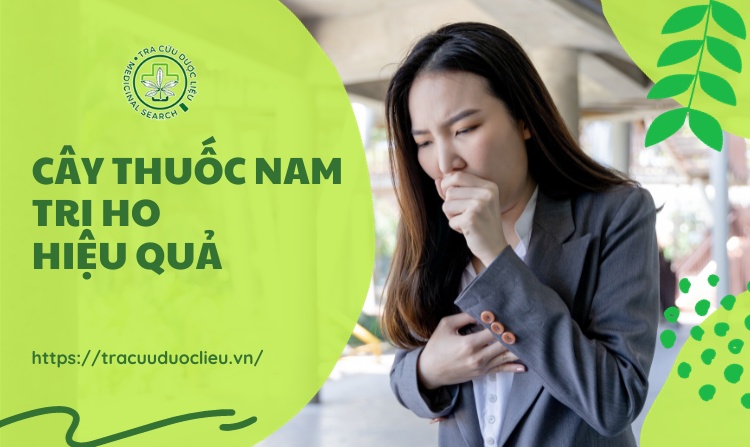 Tìm hiểu ngay 10 cây thuốc nam trị ho vô cùng hiệu quả 1 Tìm hiểu ngay 10 cây thuốc nam trị ho vô cùng hiệu quả 1