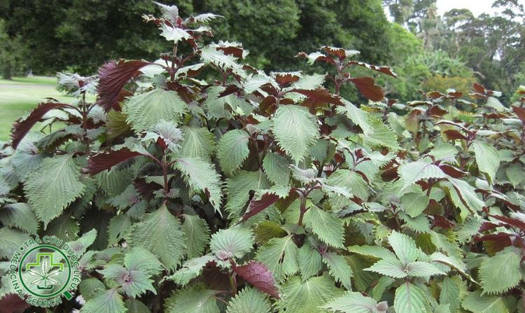 2.7. Tía tô 1 2.7. Tía tô 1