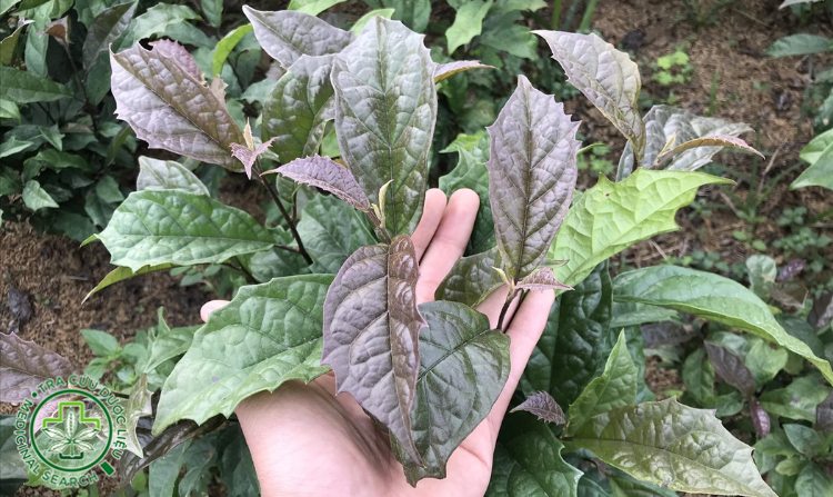 2.13. Xạ đen 1 2.13. Xạ đen 1