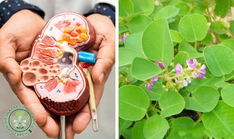 2.3. Chữa thận yếu hiệu quả bằng kim tiền thảo 1 2.3. Chữa thận yếu hiệu quả bằng kim tiền thảo 1