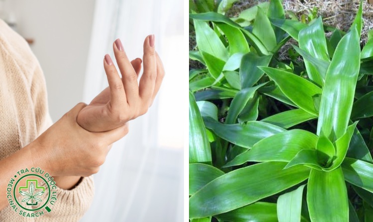 2.8. Chữa bệnh gút bằng cây lược vàng 1 2.8. Chữa bệnh gút bằng cây lược vàng 1