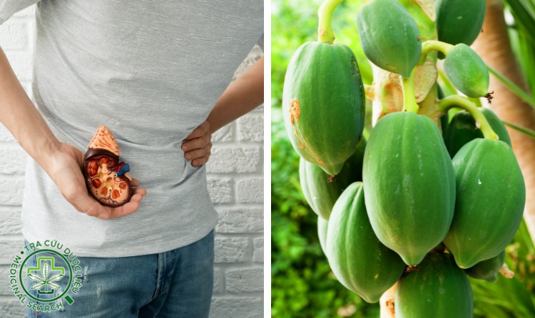 2.1. Chữa thận yếu hiệu quả bằng đu đủ xanh 1 2.1. Chữa thận yếu hiệu quả bằng đu đủ xanh 1