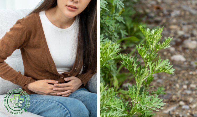 2.3. Chữa bệnh phụ khoa bằng cây ngải cứu 1 2.3. Chữa bệnh phụ khoa bằng cây ngải cứu 1