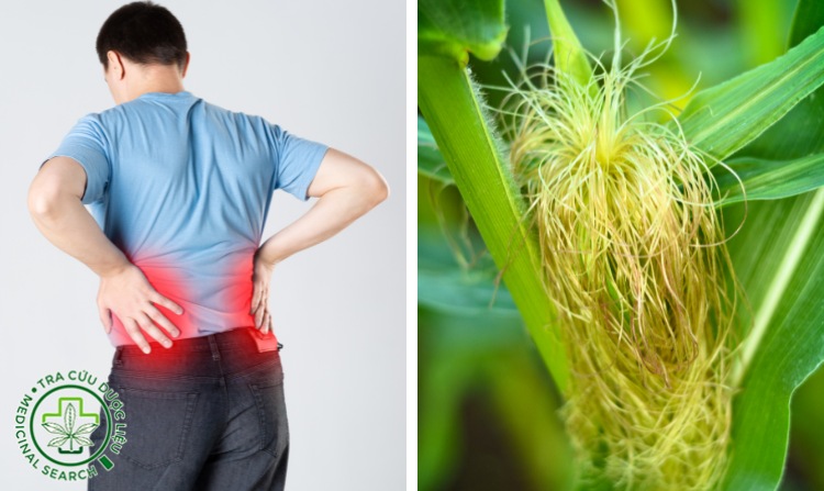 2.7. Chữa thận yếu hiệu quả bằng râu ngô 1 2.7. Chữa thận yếu hiệu quả bằng râu ngô 1