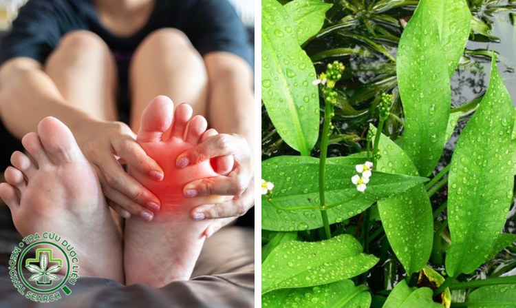 2.6. Khỏi bệnh gút nhờ cây trạch tả 1 2.6. Khỏi bệnh gút nhờ cây trạch tả 1
