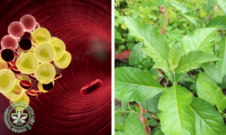 2.7. Cây lá đắng chữa bệnh máu nhiễm mỡ tốt 1 2.7. Cây lá đắng chữa bệnh máu nhiễm mỡ tốt 1