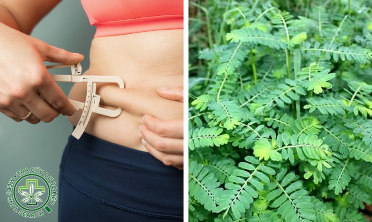 2.5. Cây diệp hạ châu giúp cải thiện tình trạng máu nhiễm mỡ 1 2.5. Cây diệp hạ châu giúp cải thiện tình trạng máu nhiễm mỡ 1