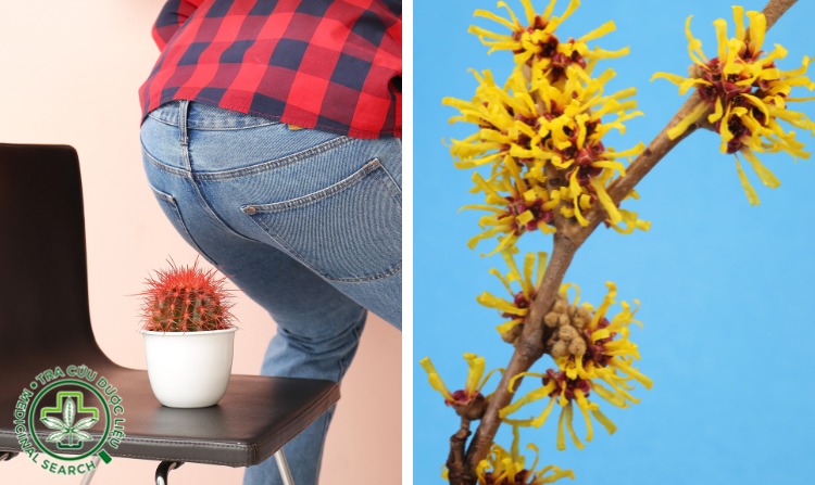 2.3. Cách chữa bệnh trĩ bằng cây phỉ 1