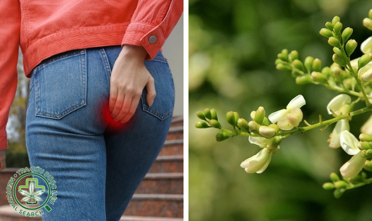 2.1. Cách chữa bệnh trĩ hiệu quả bằng hoa hòe 1