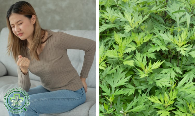 2.8. Cách chữa bệnh trĩ bằng ngải cứu 1