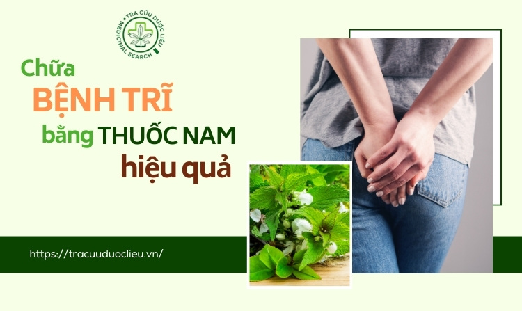 9 cây thuốc nam chữa bệnh trĩ - hướng dẫn cụ thể 1