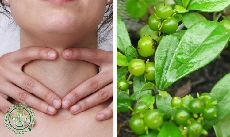 2.6. Chữa bệnh bướu cổ nhờ cây bùm sụm 1 2.6. Chữa bệnh bướu cổ nhờ cây bùm sụm 1