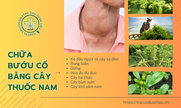 Mách bạn 7 cây thuốc nam chữa bướu cổ hiệu quả 1 Mách bạn 7 cây thuốc nam chữa bướu cổ hiệu quả 1