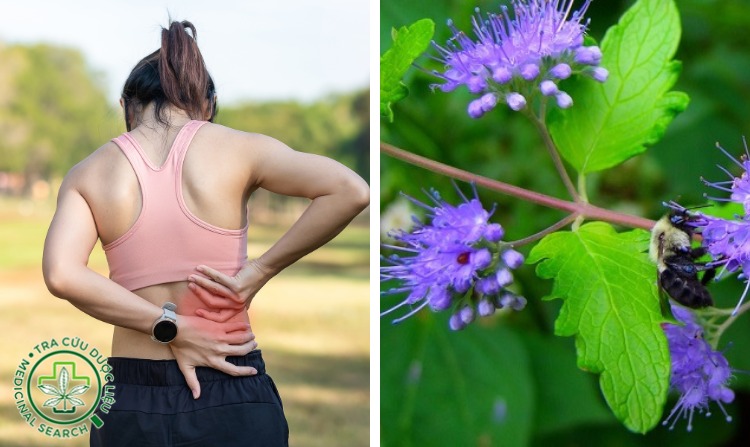 10. Chữa đau lưng bằng cây bạc hà núi 1 10. Chữa đau lưng bằng cây bạc hà núi 1