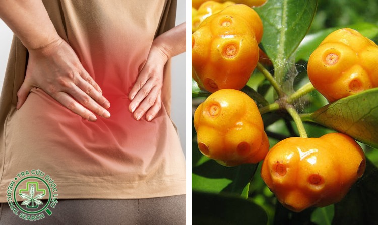 8. Chữa đau lưng bằng cây mặt quỷ 1 8. Chữa đau lưng bằng cây mặt quỷ 1