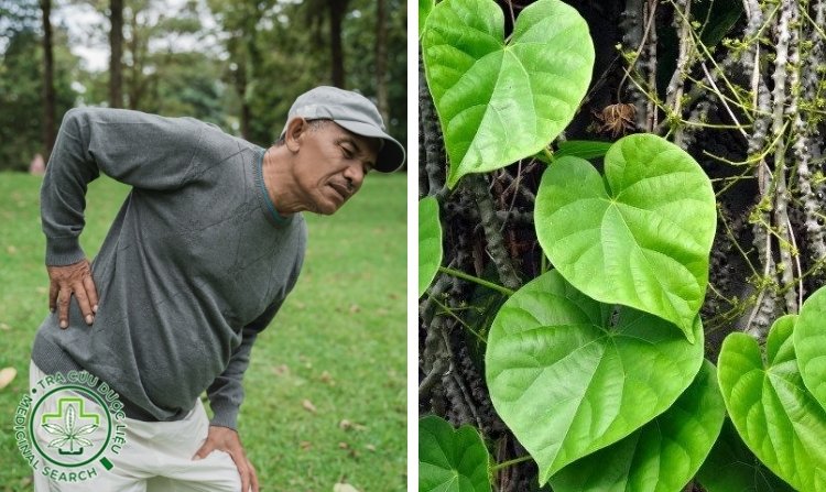 4. Chữa đau lưng bằng cây dây đau xương 1 4. Chữa đau lưng bằng cây dây đau xương 1