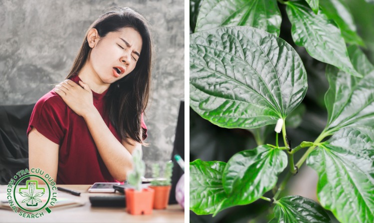 2.1. Chữa đau vai gáy bằng lá lốt 1