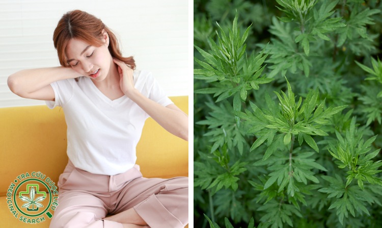 2.5. Chữa đau vai gáy bằng ngải cứu 1