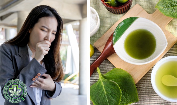 2.2. Chữa hen phế quản bằng lá húng chanh 1 2.2. Chữa hen phế quản bằng lá húng chanh 1