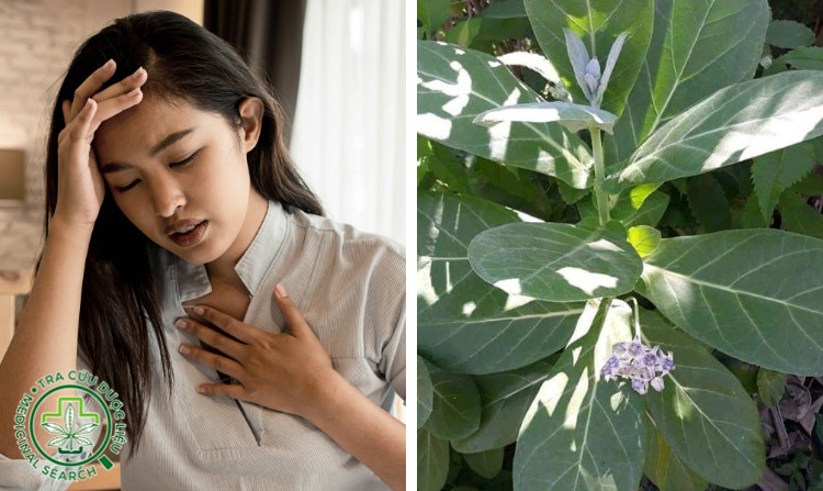 2.5. Chữa hen phế quản bằng lá hen 1 2.5. Chữa hen phế quản bằng lá hen 1