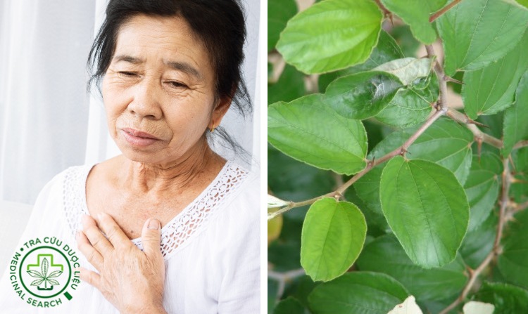 2.7. Chữa hen phế quản bằng lá táo 1 2.7. Chữa hen phế quản bằng lá táo 1