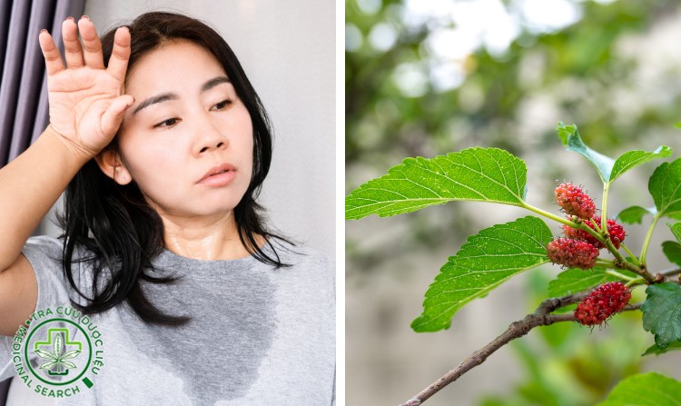 2.1. Chữa bệnh ra mồ hôi nhiều bằng lá dâu non 1 2.1. Chữa bệnh ra mồ hôi nhiều bằng lá dâu non 1